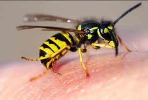 Wasp Removal & Control Service North Melbourne