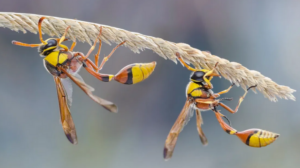 Wasp Removal & Control Service Eltham