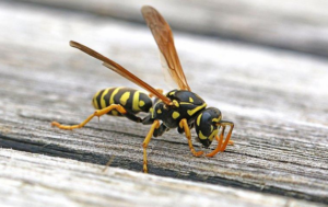 Wasp Removal & Control Service Armadale