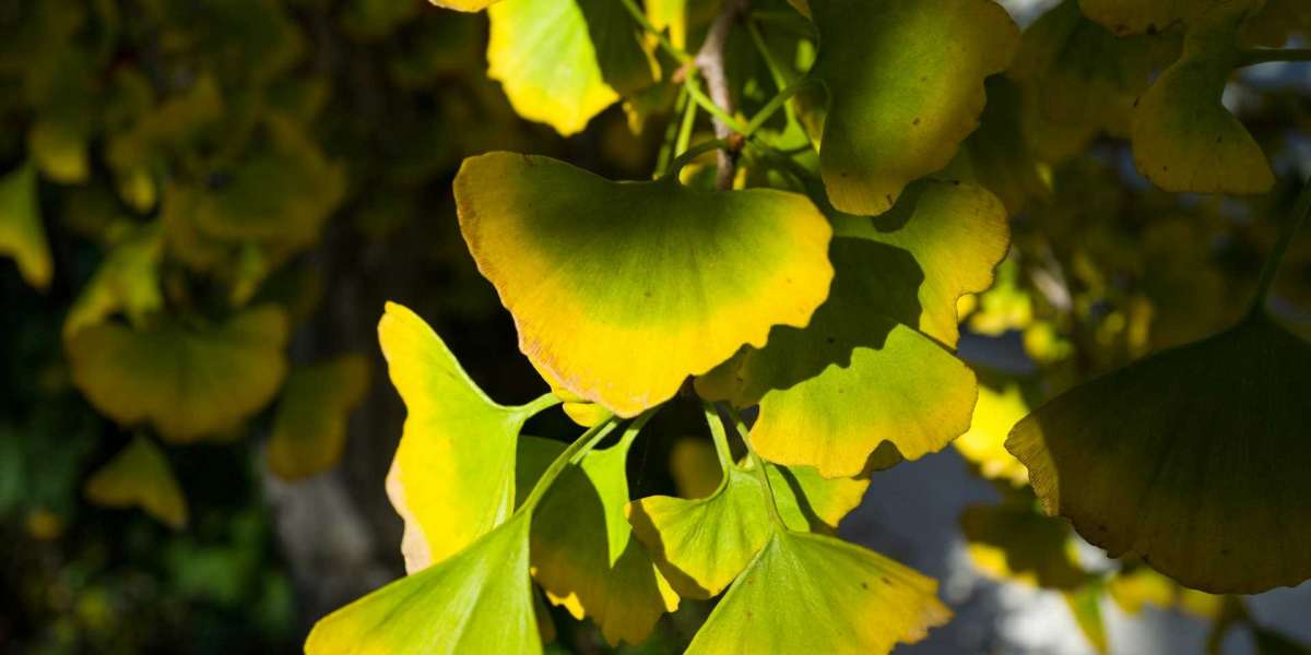 Ginkgo biloba und seine historische Verwendung in der traditionellen Medizin