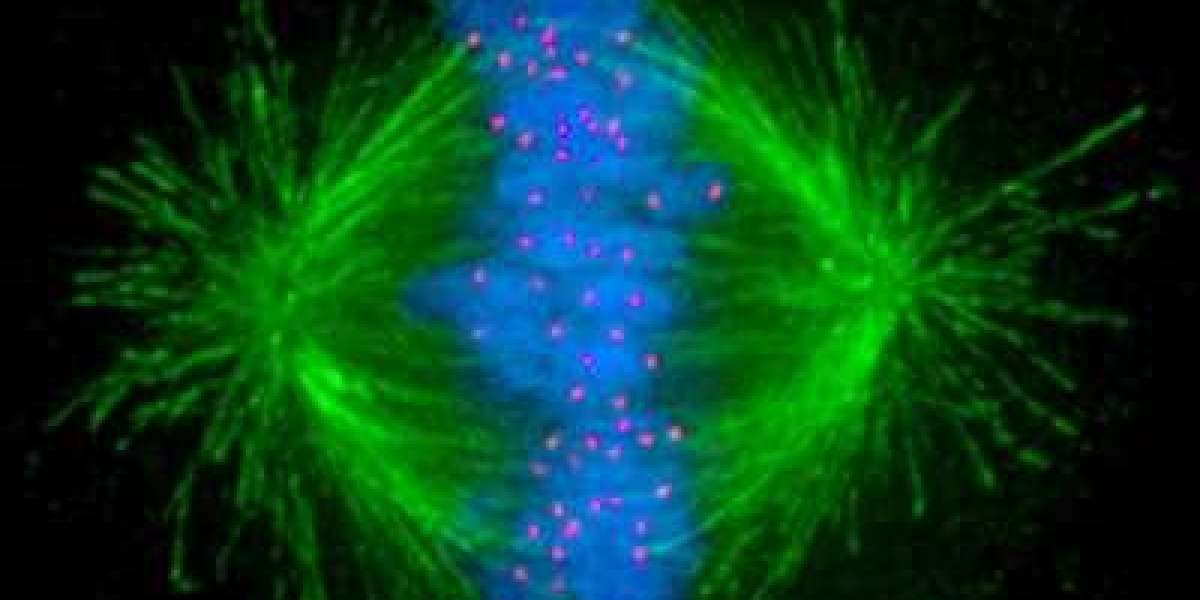 Mitotic Spindle