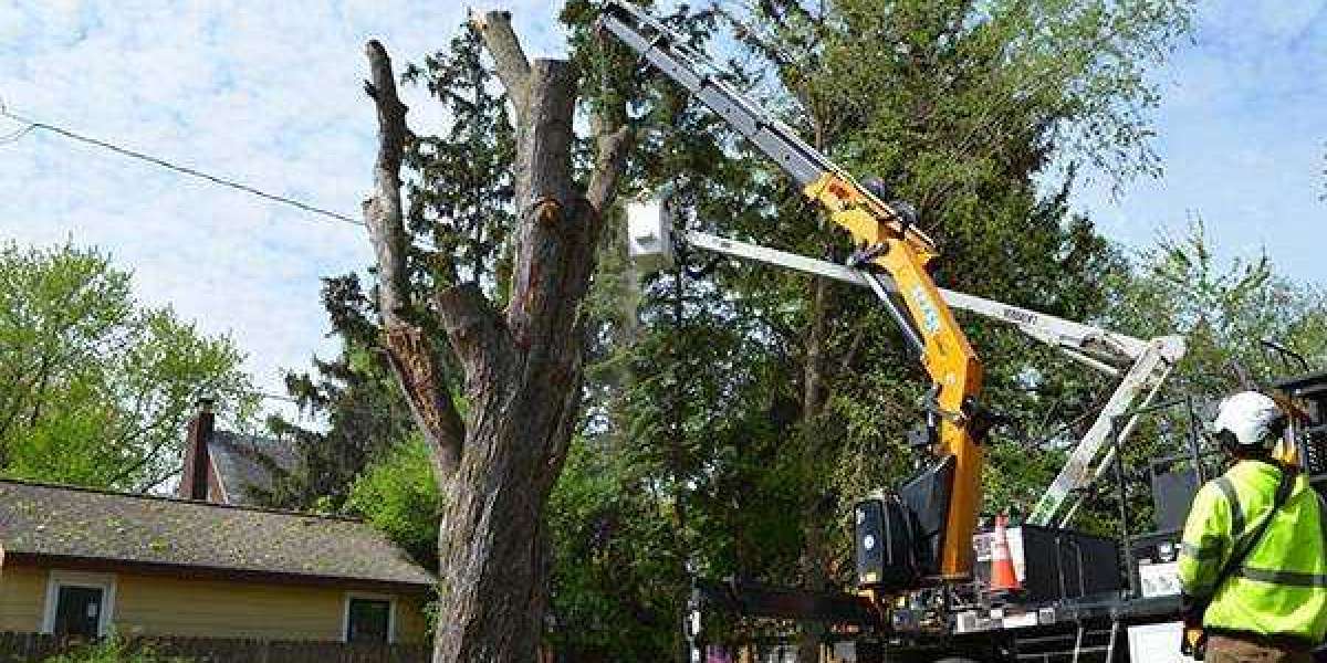 Fast and Reliable Emergency Tree Removal in Sydney