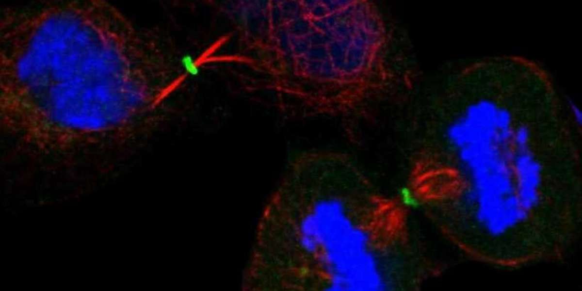 From Ribosomal Disruptions to Disease Mechanisms