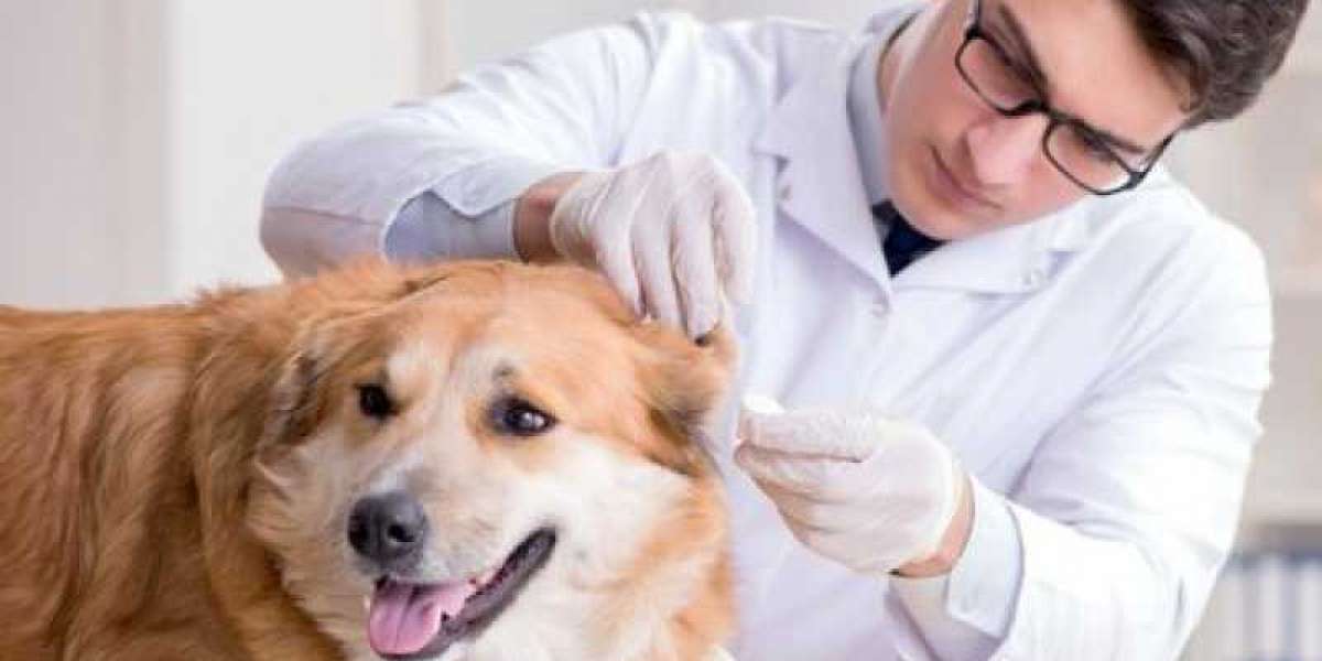 Métodos Eficazes para Identificar a Raiva em Cães: O que Você Precisa Saber