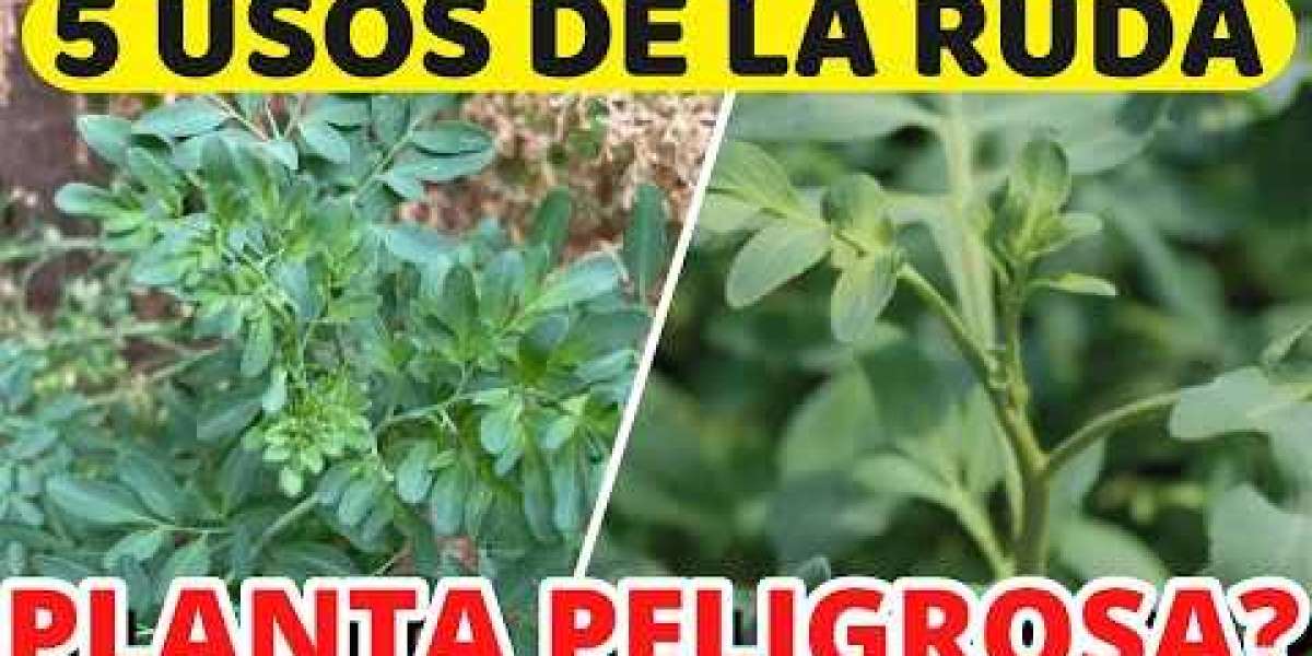 Descubre los Poderes Curativos de la Ruda: Beneficios Sorprendentes para tu Salud