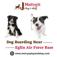 Tips To Prepare For Dog Groomer Cuts – Mercy's Play and Stay