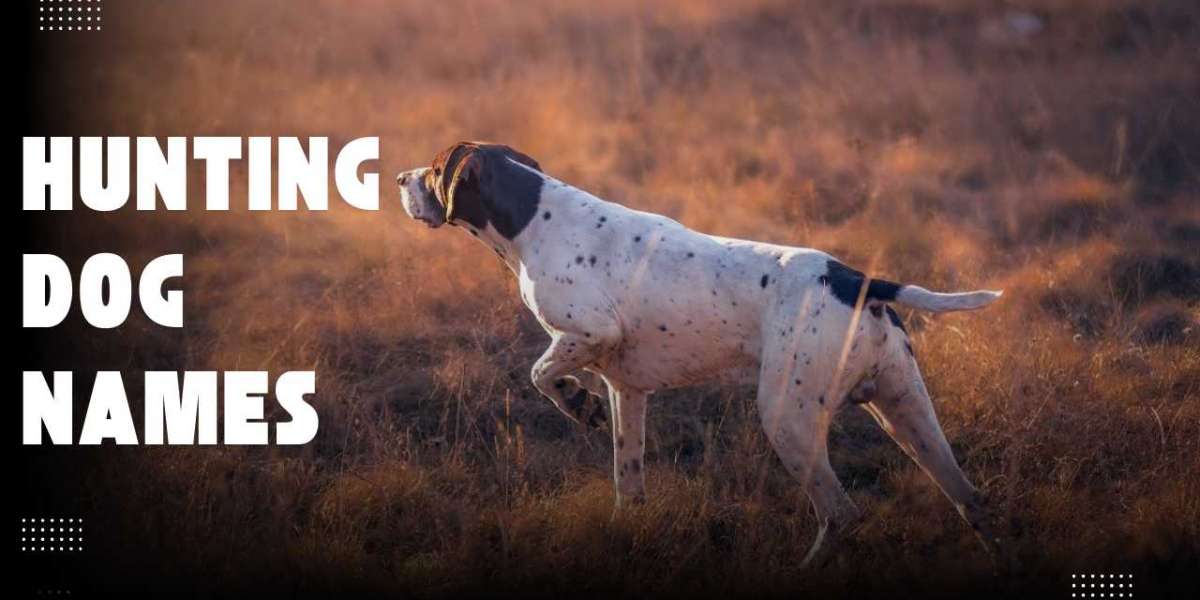 Most Innovative and Best Hunting Dog Names that Stand Out!