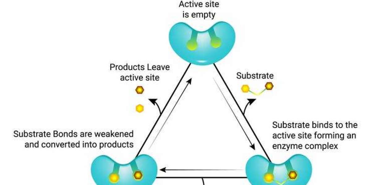 Asia-Pacific to Emerge as a Key Growth Hub for the Enzymes Market