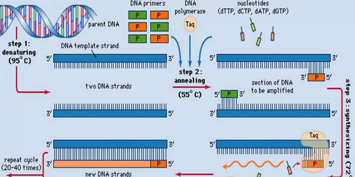 Real-Time PCR Market to Soar: $30.43Billion Forecast