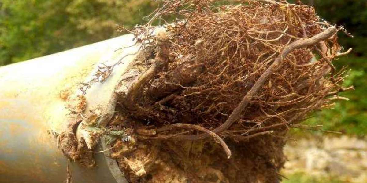 Combatting Tree Root Ingress Southend: Causes, Removal, and Prevention