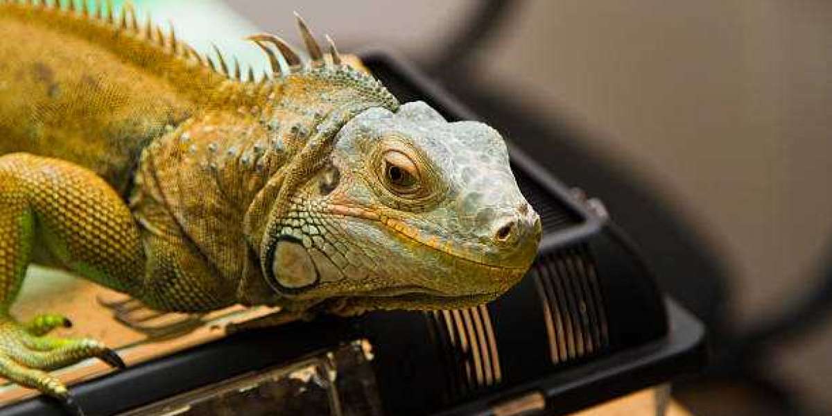 Iguana Control Services: Protecting Your Property with Expert Solutions