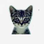 We Love Cats and Kittens Profile Picture