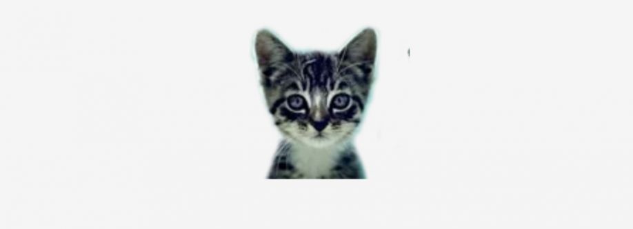 We Love Cats and Kittens Cover Image