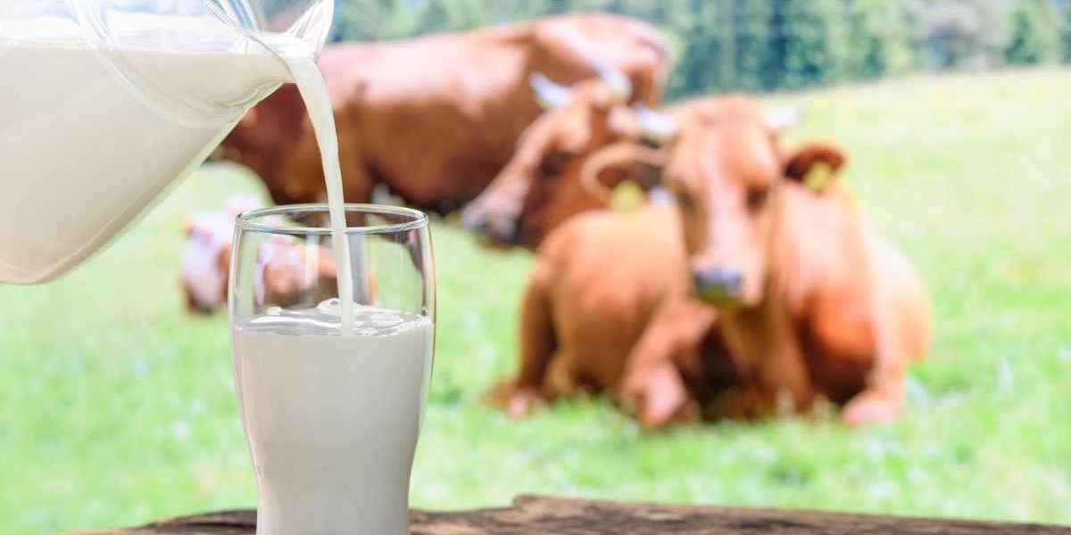 El Mercado de Leche en España: Perspectivas de Crecimiento y Tendencias de Consumo