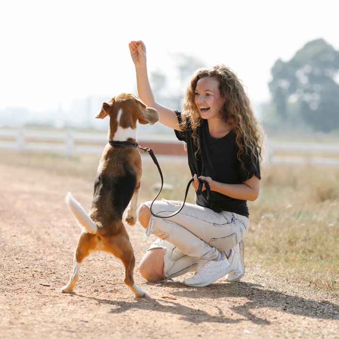 6 Best Basic Obedience Dog Training Important Commands