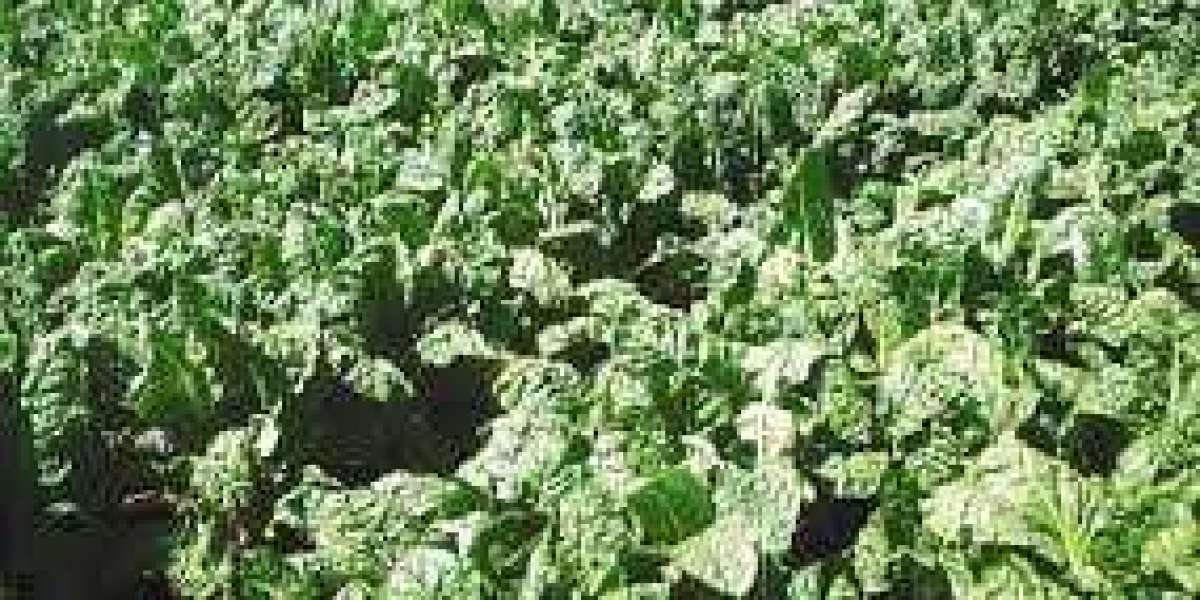 Spinach Farming In India: Everything You Should Know