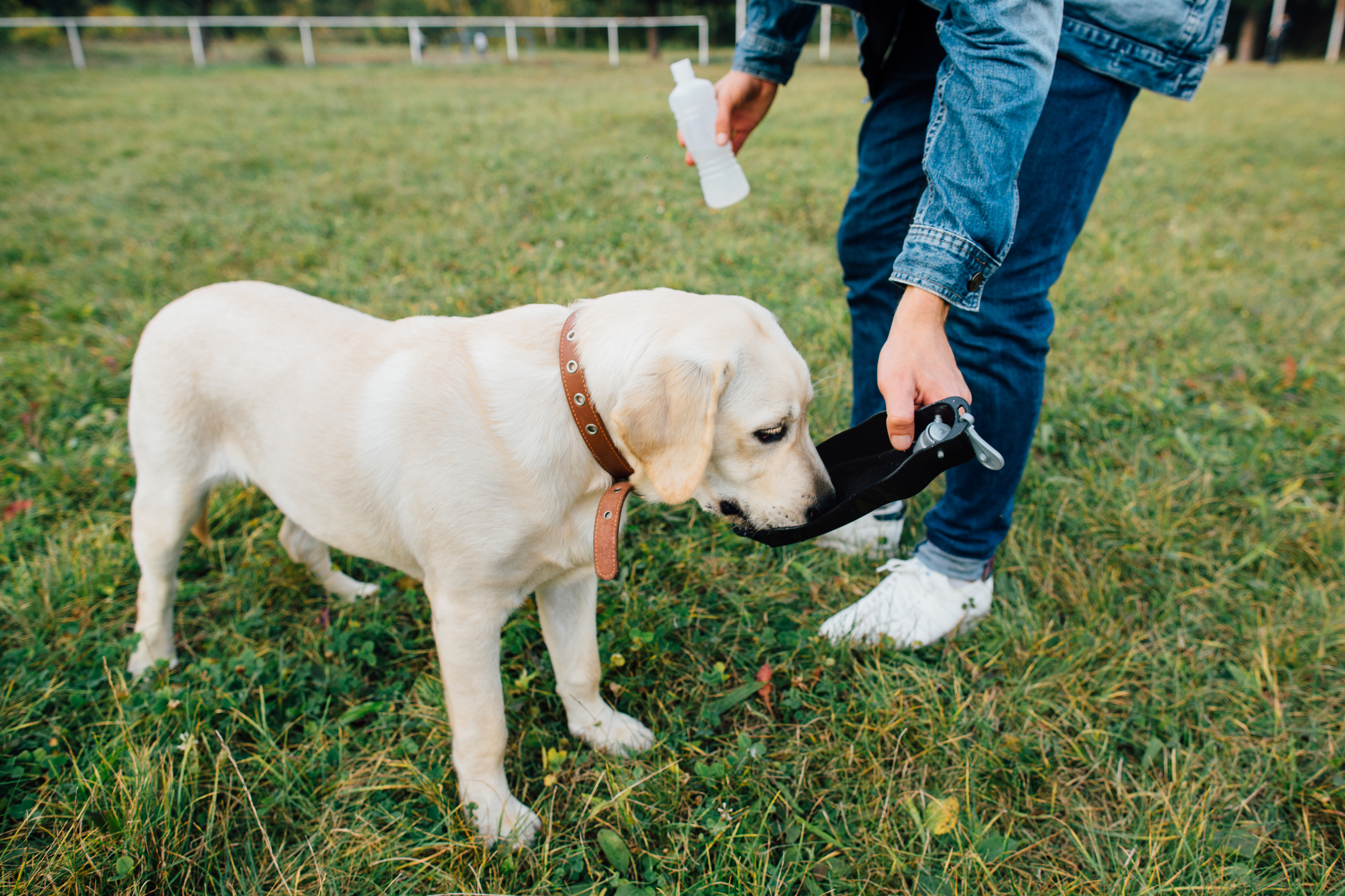 Whizolosophy | What Dog Training Commands Should Every Pet Know?