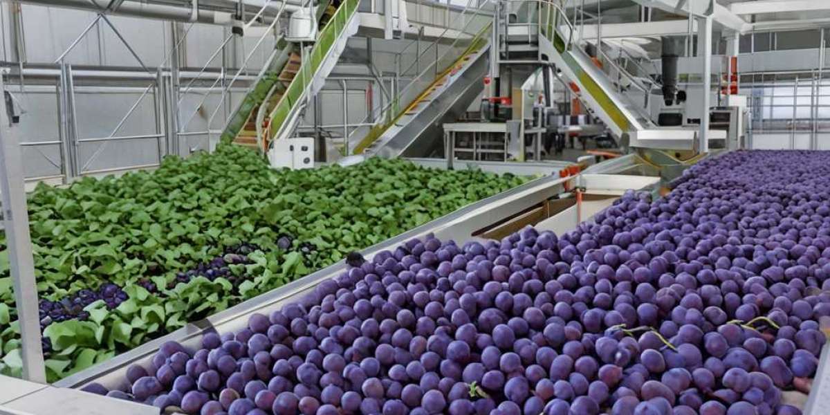 Table Grape Processing Plant Project Report 2025: Industry Trends and Raw Materials