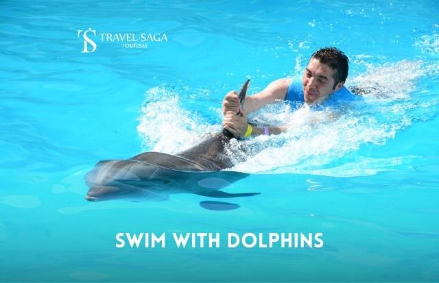 Swim With Dolphins in Dubai Dolphins Activity - Atlas Village