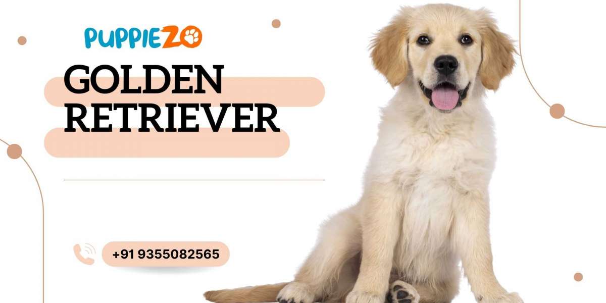 Golden Retrievers for Sale: Your Complet Guide to Choosing the Perfect Companion