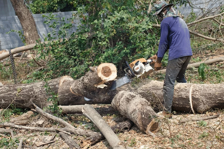 The Process of Tree Mulching: What to Expect from a Sydney Service Provider