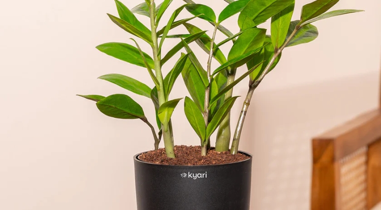 Why the ZZ Plant is the Perfect Low-Maintenance Houseplant - BIP Columbus