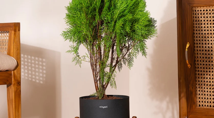 Thuja Plant Benefits: Why You Should Add This Evergreen to Your Garden - Press Release