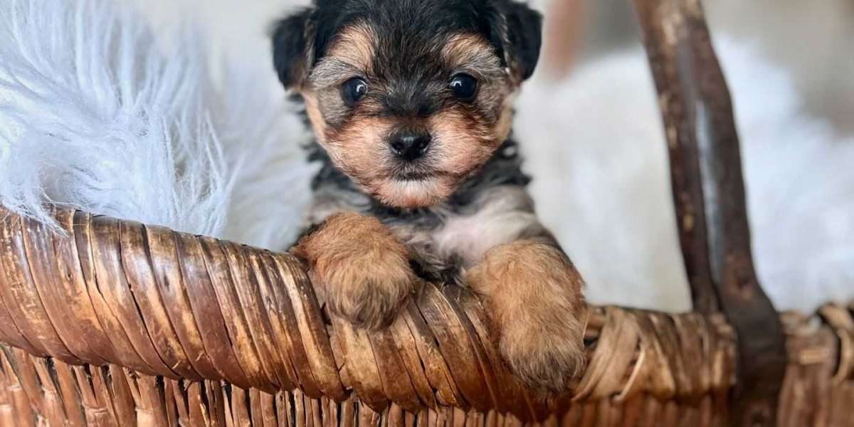 Niedliche Welpen: Ein Leitfaden für zukünftige Hundeeltern