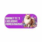 Burnettes Exclusive Pomeranians Profile Picture