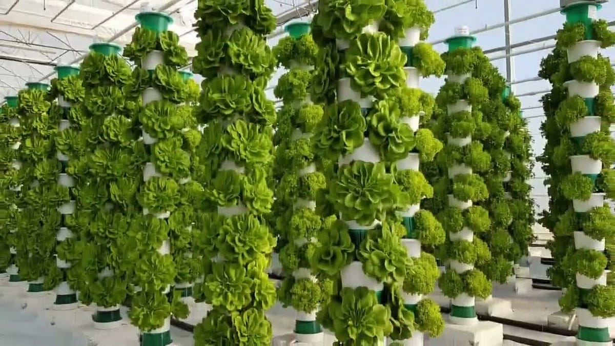 Understanding Vertical Farming Market Size: Stats & Future Projections | by priteshwemarketresearch | Mar, 2025 | Medium