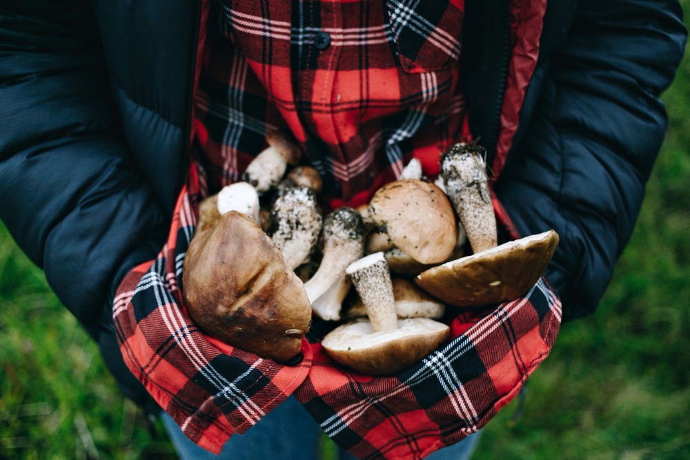 Magic in a Bite: Exploring the World of Shroom-Infused Treats | Buzzy