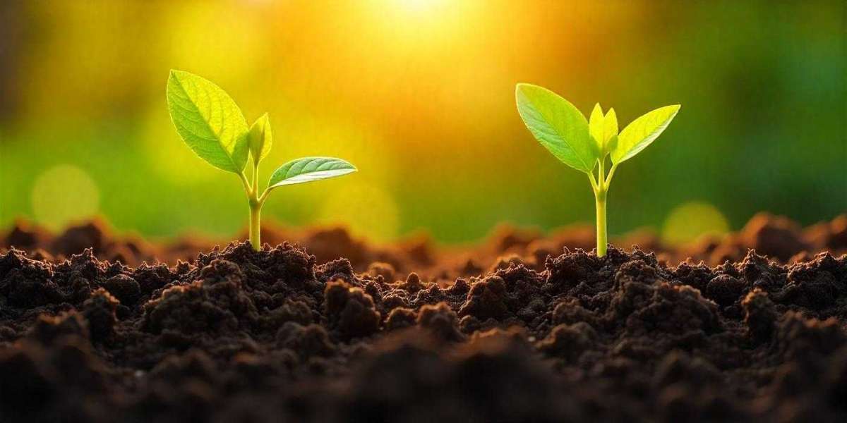 How Long Does Sod Take to Root? Full Guide Inside
