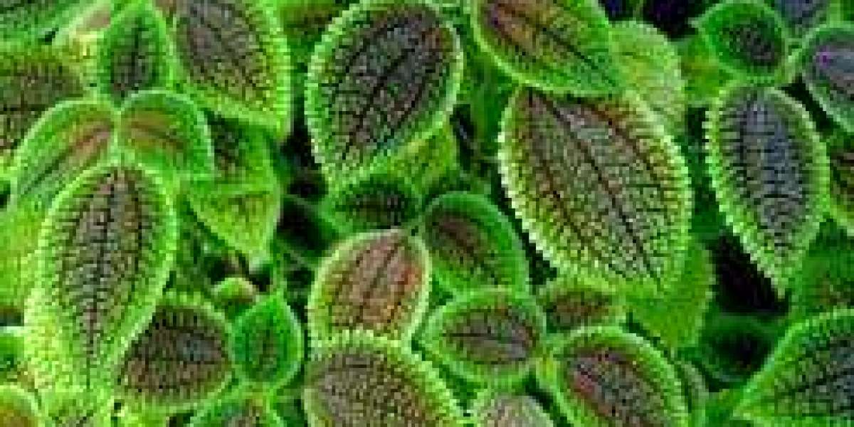 Friendship Plant: A Delightful Addition to Any Indoor Garden