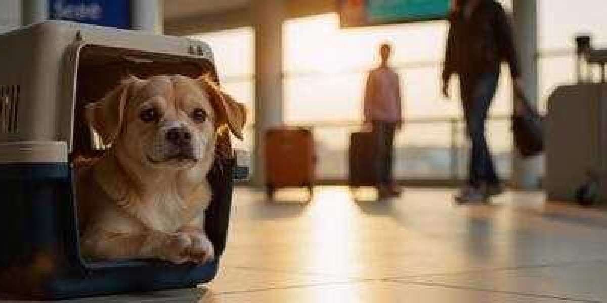 Choosing the Right Puppy Bag for Your Pet’s Comfort and Style