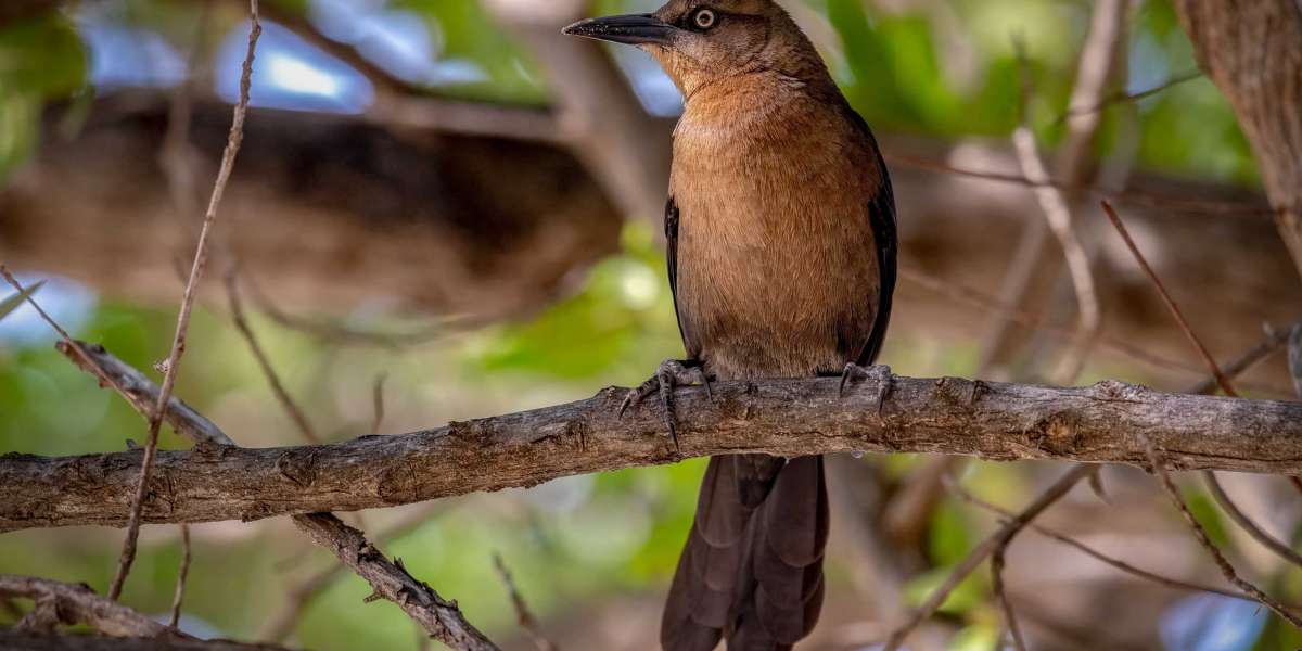 Experience One of the Best Birding Lodges in Panama