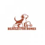 Beagles For Homes Profile Picture