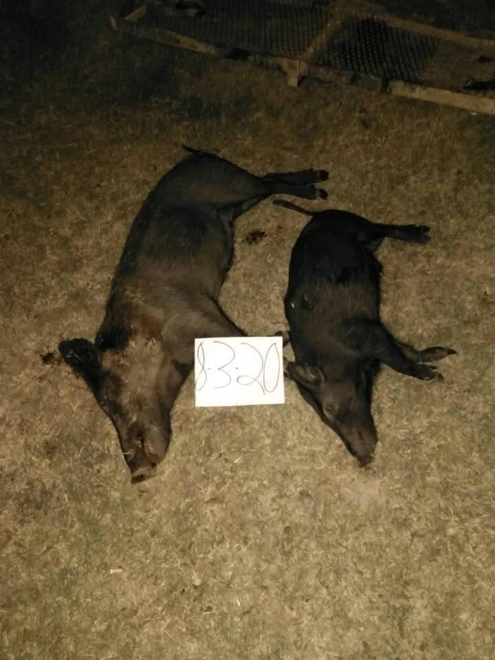 Gear Up for Unlimited Hog Hunting & Top Dove Shoots in Texas! | by Oxferd Outfitter | May, 2025 | Medium