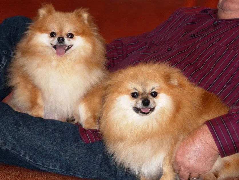 What Health Issues To Watch For In Red Sable Pomeranian Puppies In Georgia?