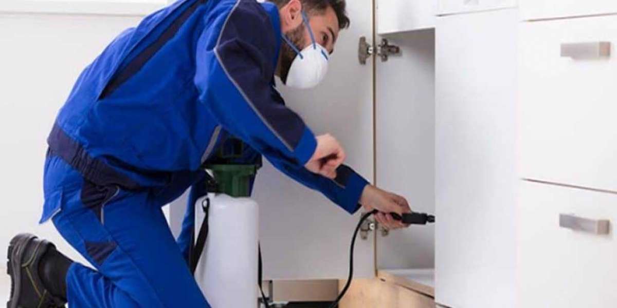Effective Pest Control and Bed Bug Treatment Solutions for a Healthy Home