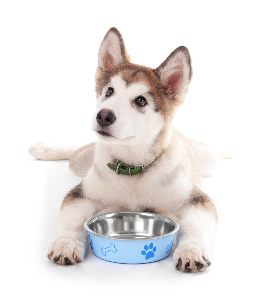 The ideal business for pet lovers - Life's Abundance Pet Food