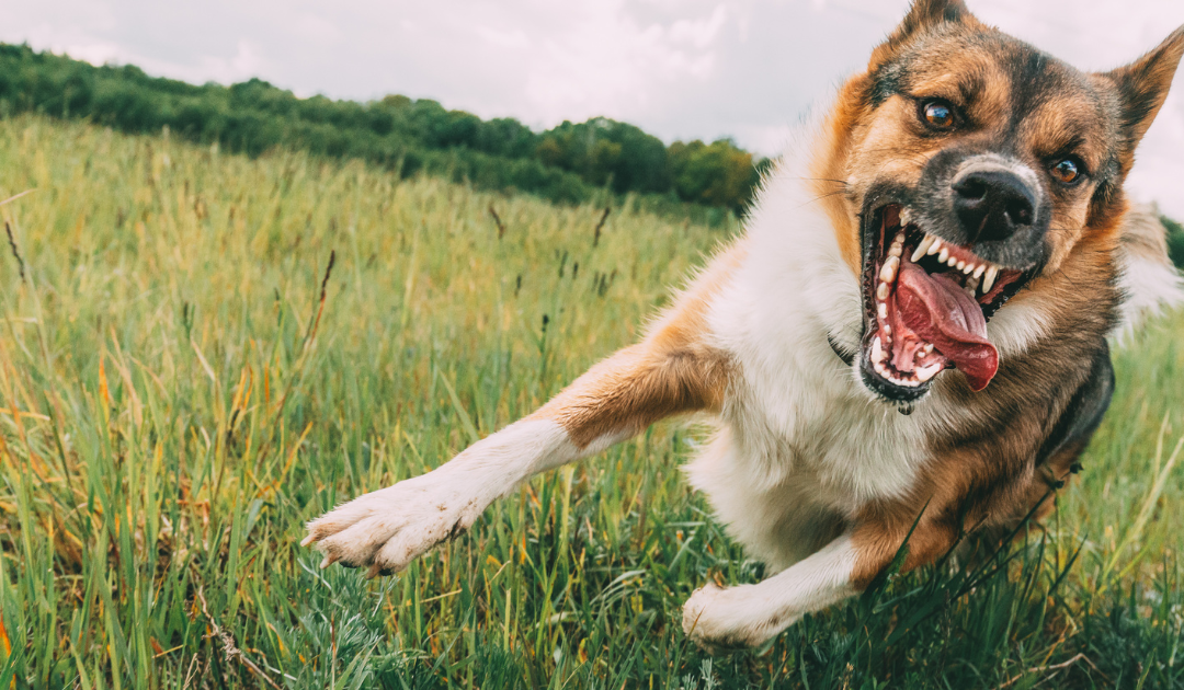 Dog Behavior Modification: Helping Aggressive Dogs Thrive
