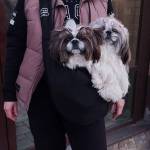 dog bag Profile Picture