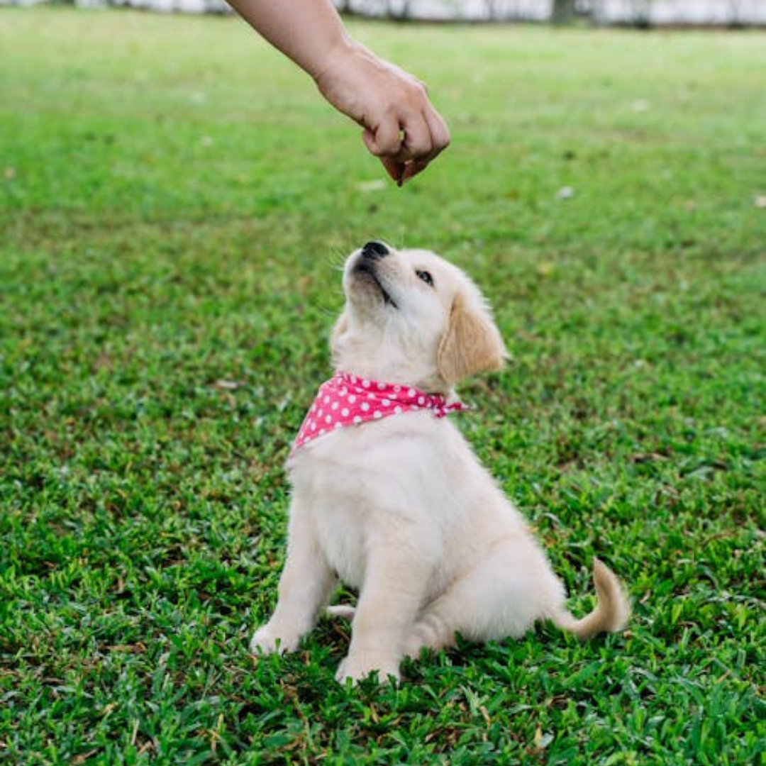 How Puppy Training Classes Build Better Behaved Dogs k-9