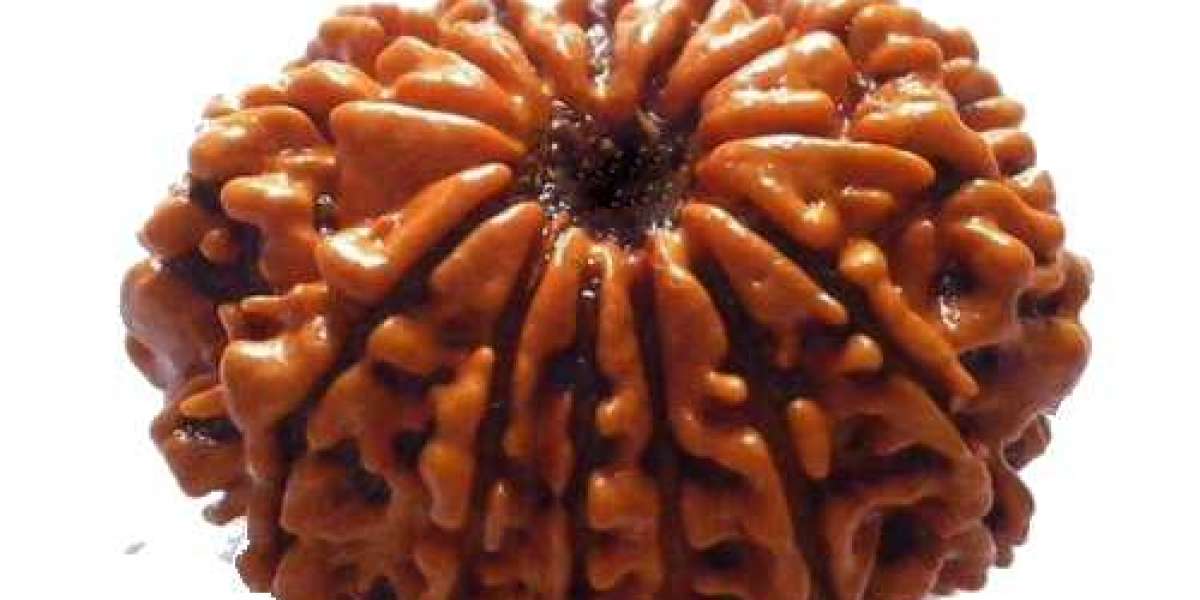 What is the significance of the 12 Mukhi Rudraksha?