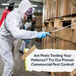 Top reasons to hire professional Pest Control Services Dublin