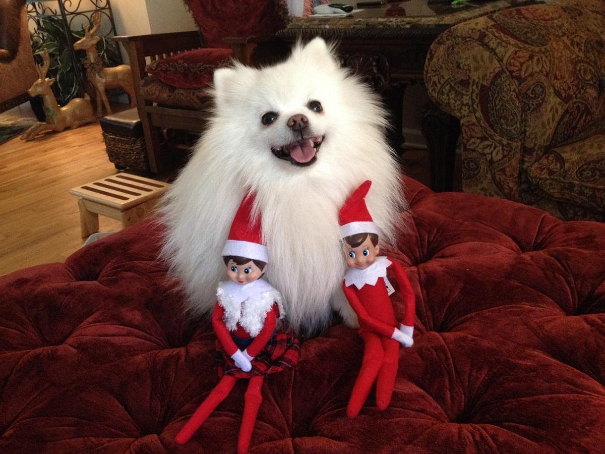 Why Choose A Black Parti Pomeranian Puppy In Georgia? | by Burnette’s Exclusive Pomeranians | Jun, 2025 | Medium