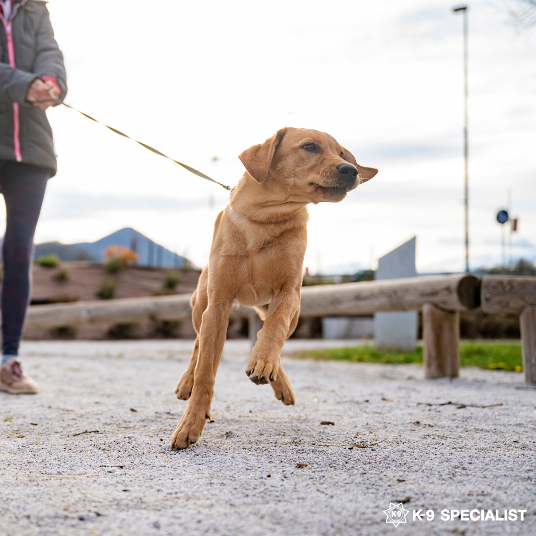 The Ultimate 2025 Guide to Puppy Training in Miami – K-9 Specialist