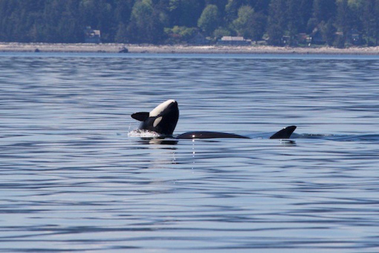 Unforgettable Wildlife Moments On The Open Waters Of BC | Articles | 50North Adventures | Gan Jing World - Technology for Humanity | Video & Movie Streaming