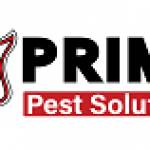 prime pestsoln Profile Picture