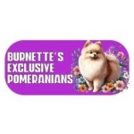 Burnettes Exclusive Pomeranians Profile Picture